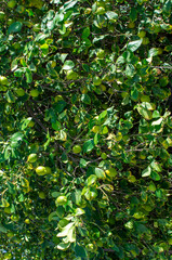 Lemon tree with its fruits.