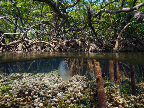 Mangrove tree roots with coral and a jellyfish underwater, split view half over and under water surface, Caribbean sea, natural scene, Central America, Panama