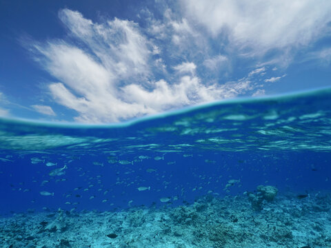 Ocean seascape, blue sky with cloud and reef with school of fish underwater, split view half over and under water, natural scene, south Pacific, Rangiroa, Tuamotus, French Polynesia