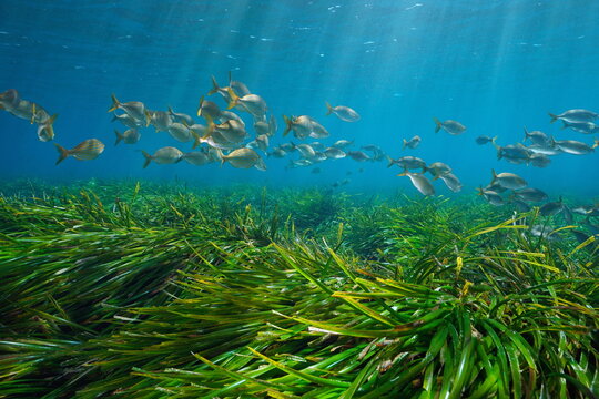 Seagrass (Posidonia oceanica) with a shoal of fish (Sarpa salpa) underwater in the Mediterranean sea, natural scene, Corsica, France