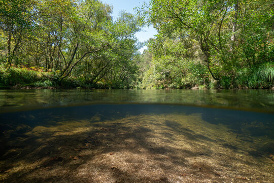 Wild river in Spain with trees on the riverbanks, split view half over and under water surface, natural scene, Galicia, Pontevedra province, Rio Verdugo