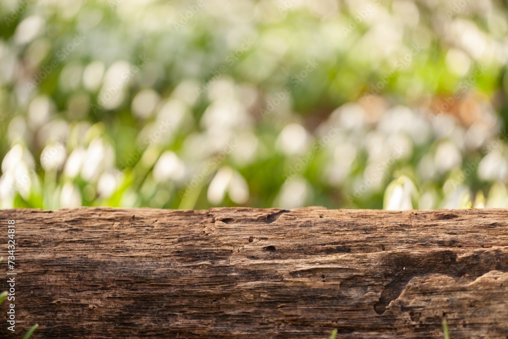 Sticker Rustic wooden texture tree on blur forest background