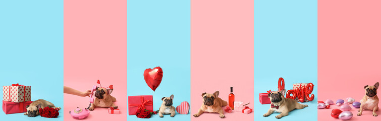 Collage of cute French bulldog with gifts for Valentines Day on blue and pink backgrounds