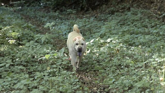 Chien de race Shar Pei marche lentement en sous bois dans la for&ecirc;t naturelle 