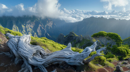 Mountain trek to Pico Ruivo, Madeira, white dry trunks lying on foreground - obrazy, fototapety, plakaty