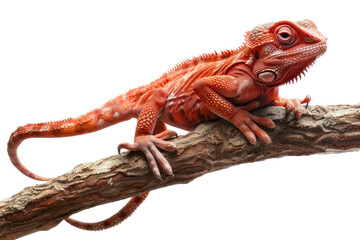 Fototapeta premium vibrant red colorful chameleon on branch, isolated on transparent background, exotic wildlife nature animal