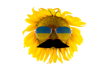 Sunflower with a mustache and glasses in the form of the flag of Ukraine (close-up) on a transparent background. The largest producer of vegetable oil