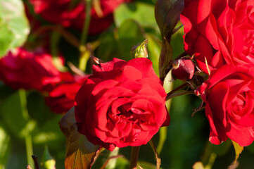 Obraz premium Close up of roses with branches.