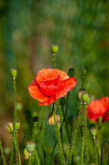 Wild roses in close up.