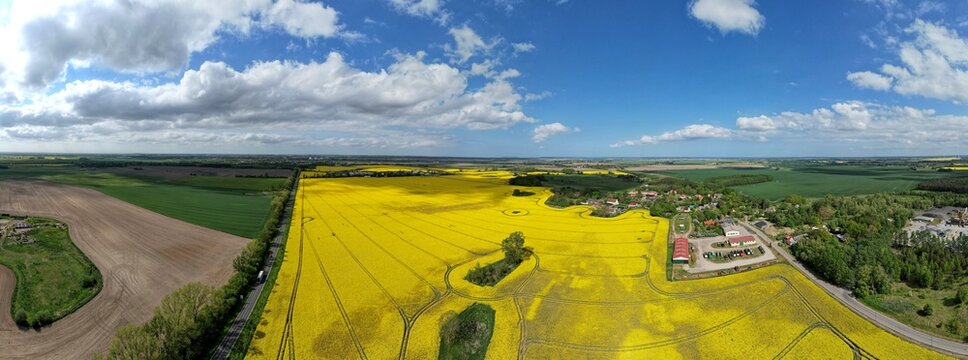 Rapsfeld bei Anklam, 180&deg;-Panorama 2023
