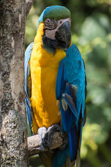 Yellow wild macaw standed on a branch in a national park with tree at background	
