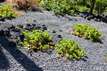 Jardin résilient - plantes grasses entourées de graviers, pierres grise et roches volcaniques