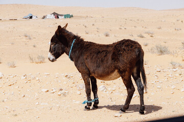 Un âne dans le désert en Tunisie