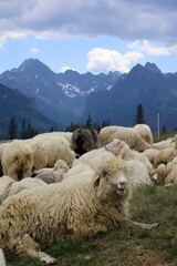 Kulturowy wypas owiec na pięknej Rusinowej Polanie w Tatrach Wysokich. Cultural sheep grazing on the beautiful, green Rusinowa Polana in the High Tatras.