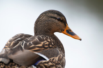 Closeup of female mallard duck. Only the female incubates the eggs and takes care of the ducklings. The females are known for making the quintessential 