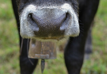 Hocico de  vaca con  gotas de sudor. Con cencerro y fondo desenfocado.