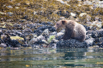 Grizzly Bear eating mussels at low tide, Knight Inlet - 734344841