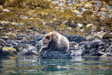 Grizzly Bear eating mussels at low tide, Knight Inlet - 734345228