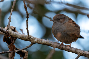 Dunnock (Prunella modularis) in National Botanic Gardens, Dublin, Ireland