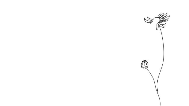 Self-drawing animation of a line of plants and flowers on a white background. Single line flower drawing. 4k stock video of a developing with alpha channel.