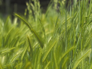 生い茂る雑草の緑