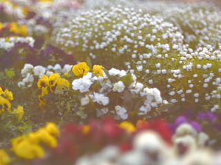 色とりどりの花たち