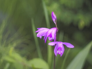 野に咲く紫のシランの花