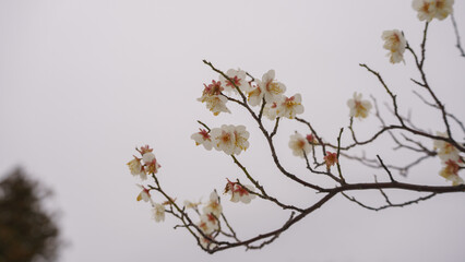 寒空と梅の花