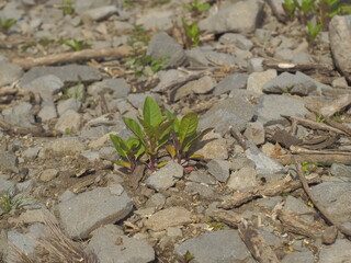 足元に生える草