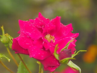 鮮やかなピンク色のマルバボタンの花