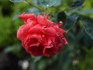 雨に濡れた薄赤いガーデンローズの花