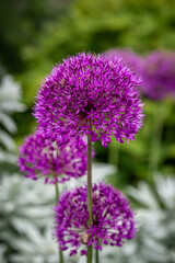 A close up of a purple allium flower in springtime