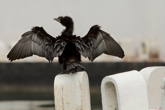 Back view of a cormorant type bird spreading its wings