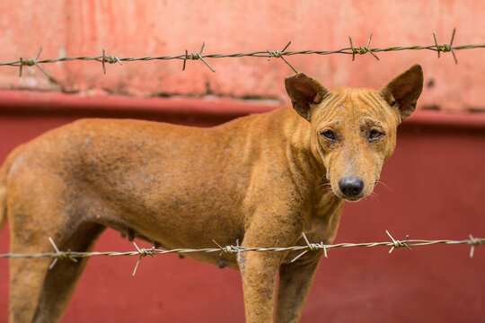 Street dog stands and looks through barbed wire against a red wall. Suitable for the concept against animal abuse