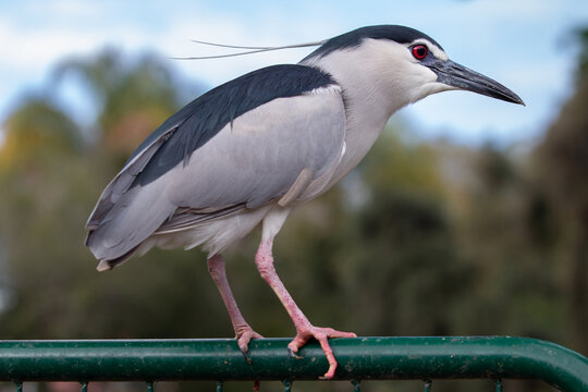 Closeup shot of a Black-crowned night heron bird standing on the fence. photo from below