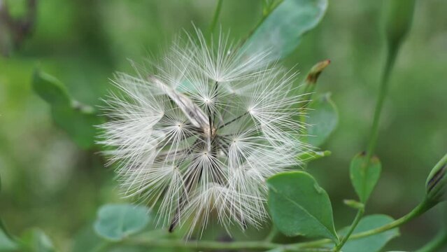 Yerba Porosa (Porophyllum ruderale, Bolivian coriander, quillquina, killi, papalo, tepegua). This a plant that is used medically to reduce swelling of infected injuries