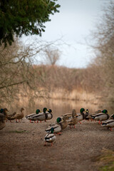Flock of Mallard ducks at the Reifel Migratory Bird Sanctuary. Moving from one pond to another along the pathway in this refuge for migrating birds along the Fraser River in British Columbia, Canada.