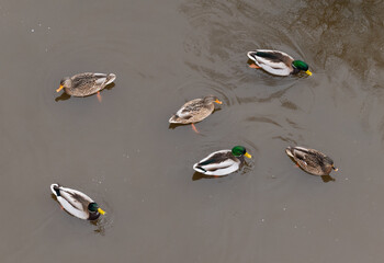 Group of mallard ducks seen at Reifel Island, Delta, BC, Canada. Overhead view of male and female...
