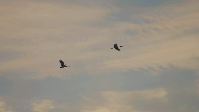 Bird flock flying on sky of sunset background