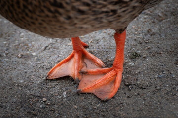 Closeup of Orange Duck Feet. A female mallard duck plods along a shoreline estuary at the Reifel Bird Sanctuary, Delta, British Columbia, Canada.  - 734360460