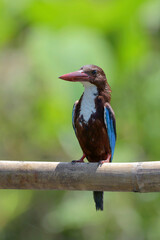 White throated kingfisher (Halcyon smyrnensis) with its prey