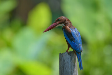 White throated kingfisher (Halcyon smyrnensis) with its prey