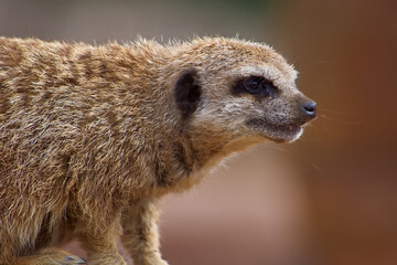 Detailed close up of a full grown adult meerkat showing it's facial features and whiskers in very fine detail.