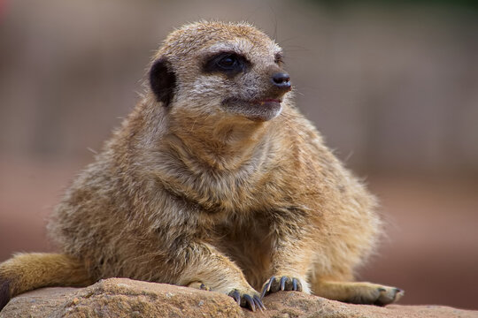 Detailed portrait of an adult meerkat showing facial features and thick fur in detail.