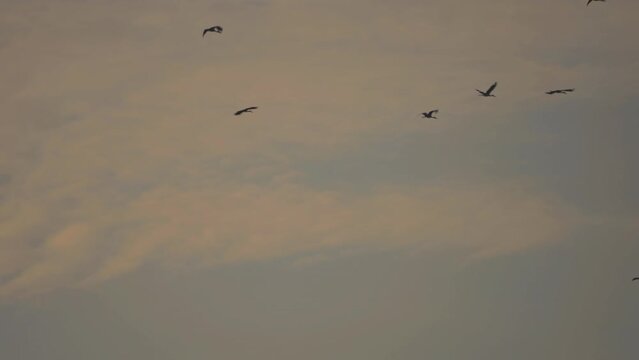 Bird flock flying on sky of sunset background