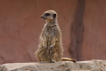 Cute meerkat in an iconic pose whilst on guard duty, meerkat on a rock watching intensely in the summer sunshine