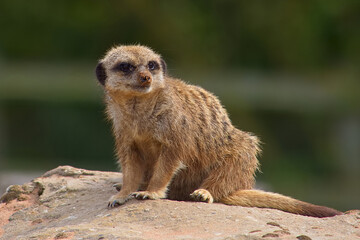 Wary juvenile meerkat pup alone and perched on a rock in the sunshine.