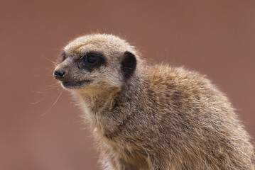 Cute meerkat portrait showing whiskers and course fur in detail.
