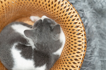 Obraz premium Cute gray and white cat lying, sleeping, playing in a yellow wicker basket on a shaggy mat carpet at home. Cat looking up and focusing. pet ownership, pet friendship concept. top view