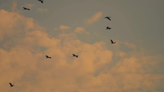 Bird flock flying on sky of sunset background